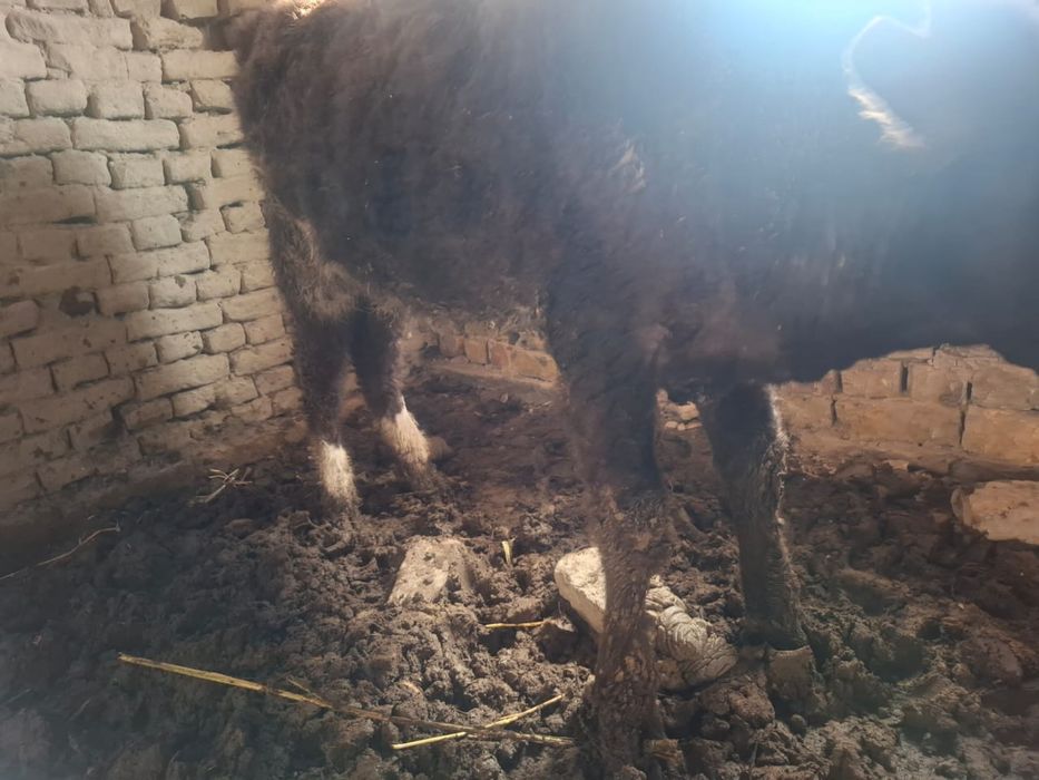 Екі ұрғашы баспақ