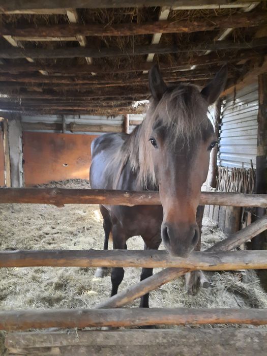 Продаю байтал 4года ,на откорме