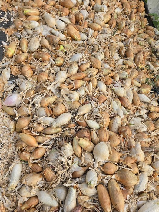 Ceapa de apa galbena si alba