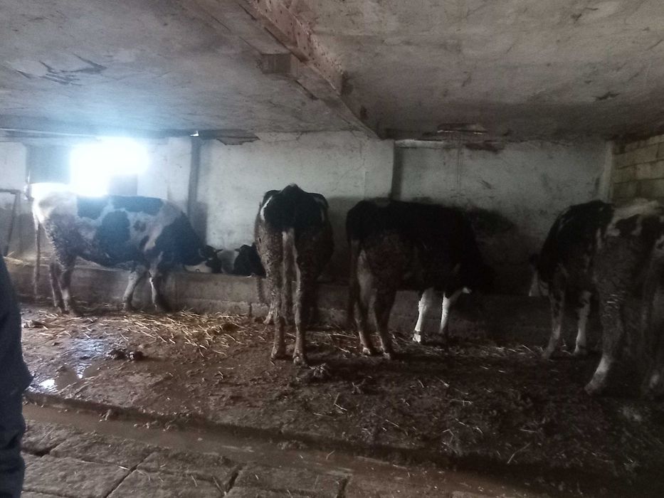 Продавам млади крави бременни