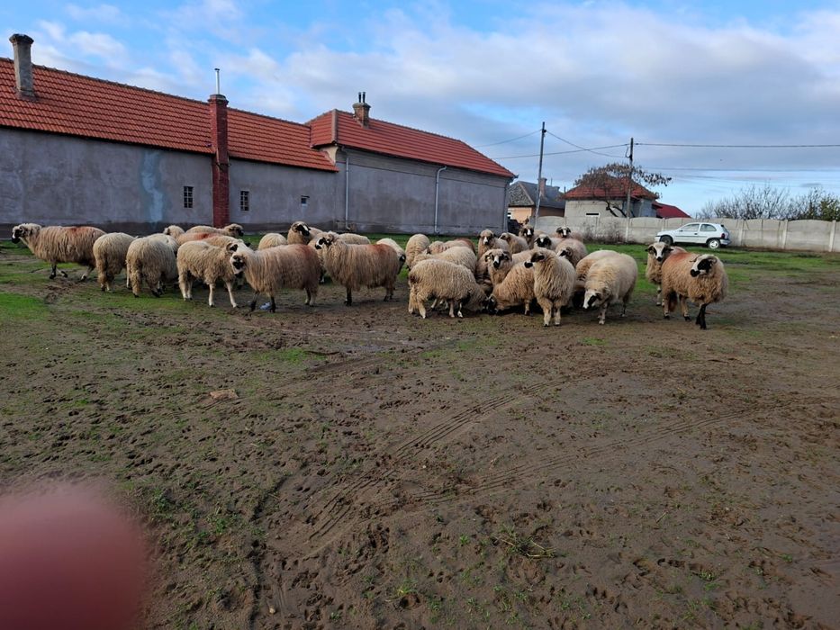 15 oi breze si un berbec