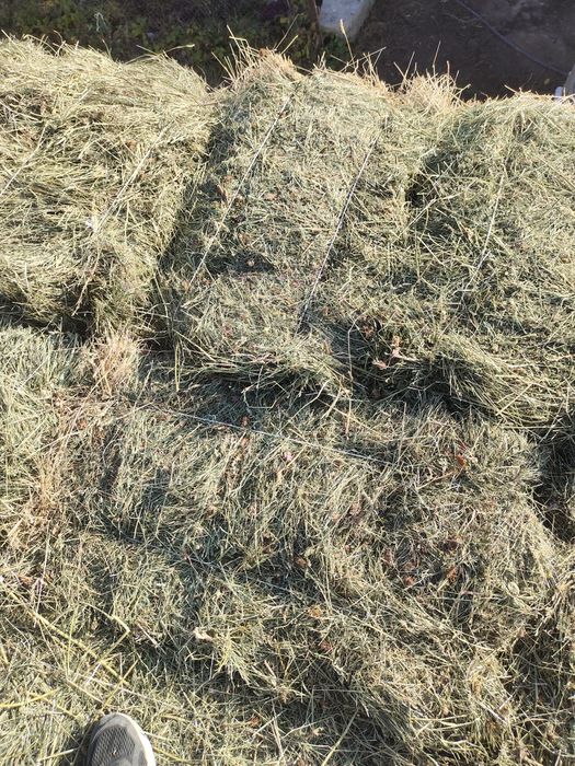 Сено шоп жонышка