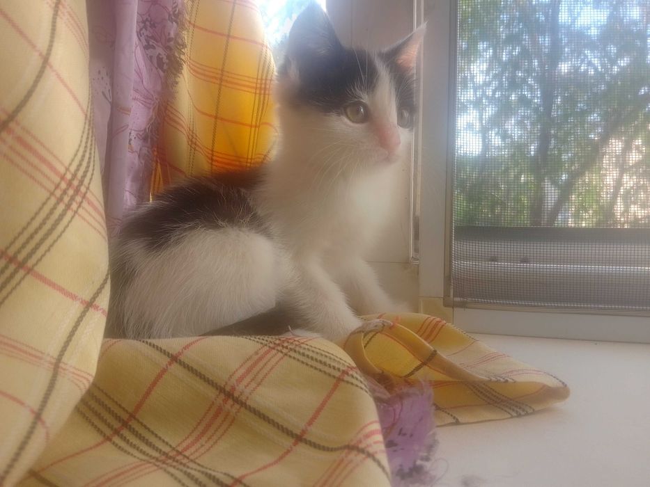 отдам котят в добрые руки