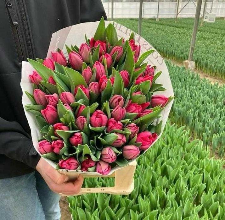 Тюльпаны Астана Оптом Голландия и Беларусь