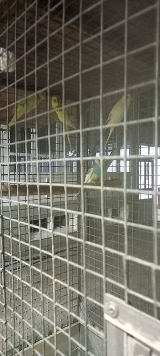 Volnistiy popugay sotiladi