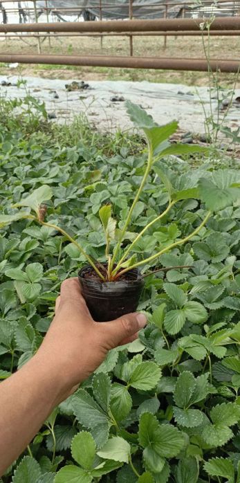 Garantiyalik kareski solhyang sortli qulupnay ko'chatlari