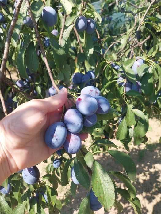 Prune bio nestropite,foarte dulci!
