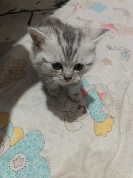 Мушук болари сотилади 4та бор