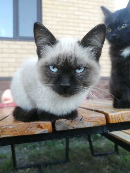 Котят в хорошие добрые руки