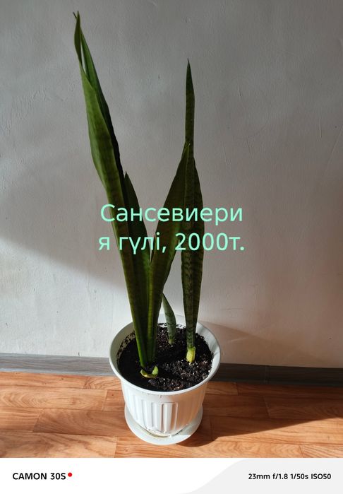 Цветы домашние продам.