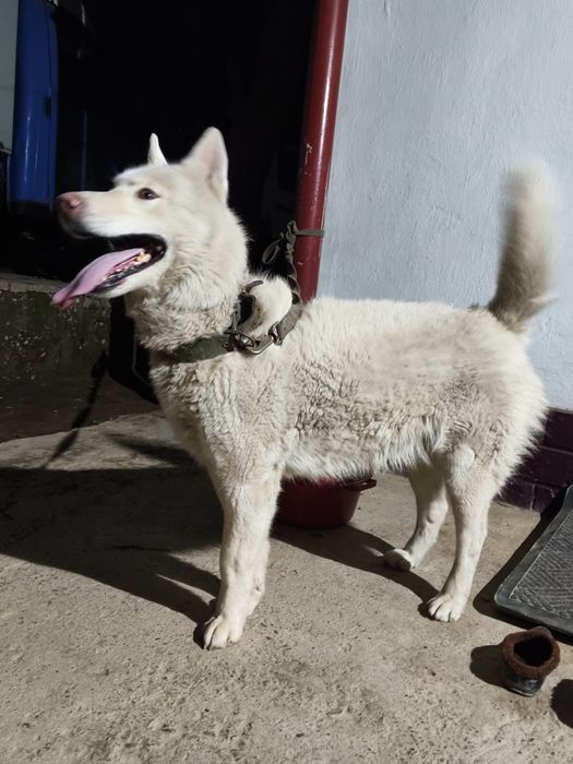 Хаски хаски хаски