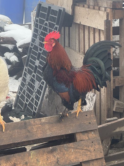 Cocosei pitici din primavara