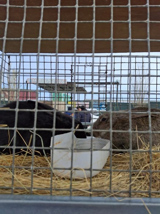 Продам домашних кроликов