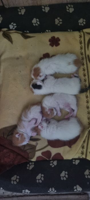 Отдадим в самые добрые и любищие руки  котят