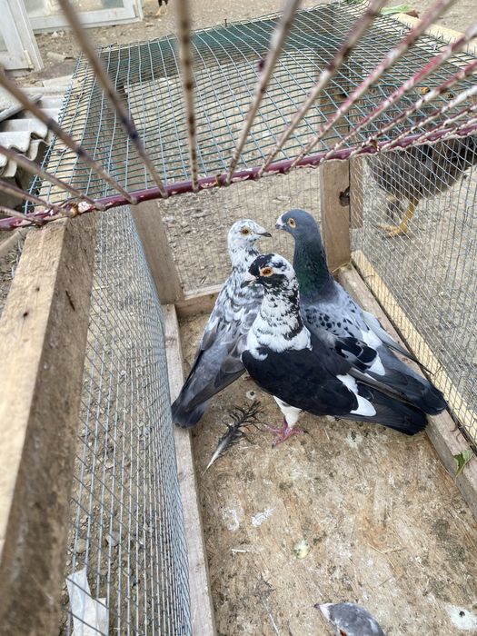 Vand porumbei voiajori