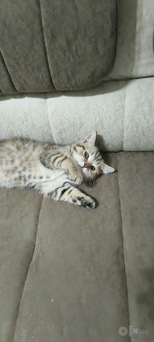 Кошка Бесплатно Срочно