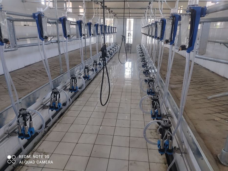 Доильное оборудование. Сут согиш ускунаси