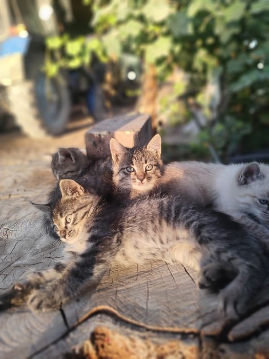 Отдам котят в хорошие руки