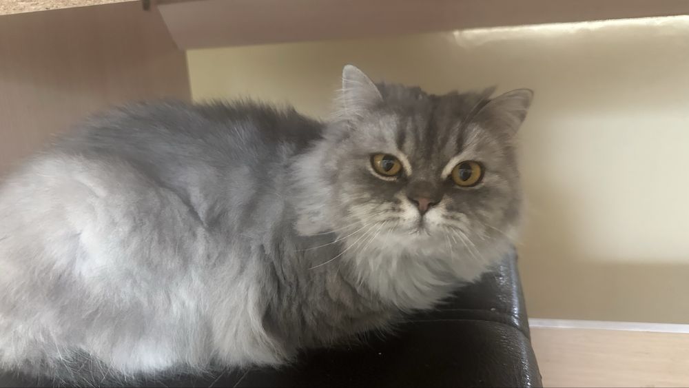 длинношёрстная кошка серого окраса