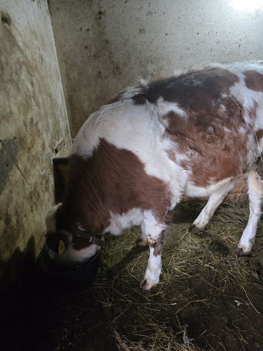 Juninca 10 luni, Baltata Romaneasca