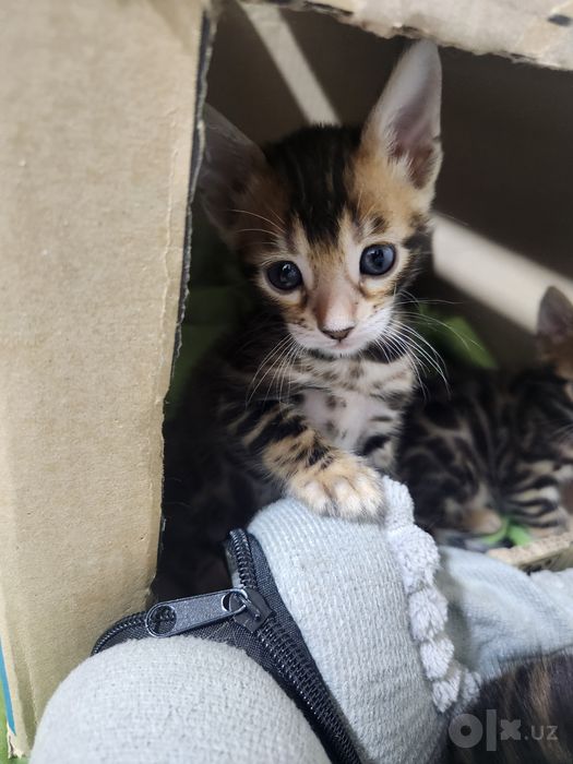 Bengal bolasi бенгальский котятя
