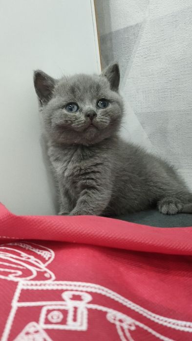 Британский котенок (мальчик)