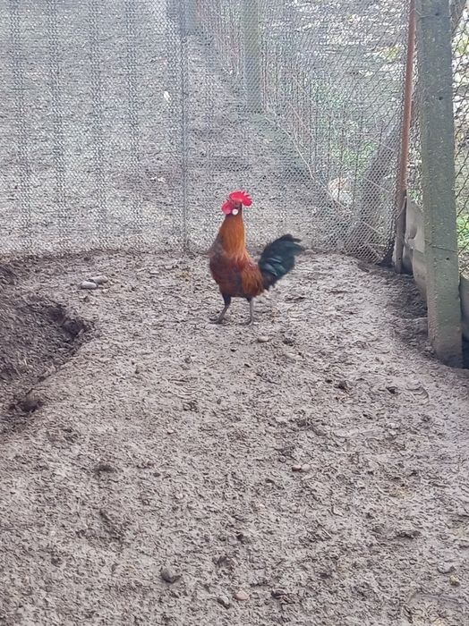 Vind cocoșel  iopan