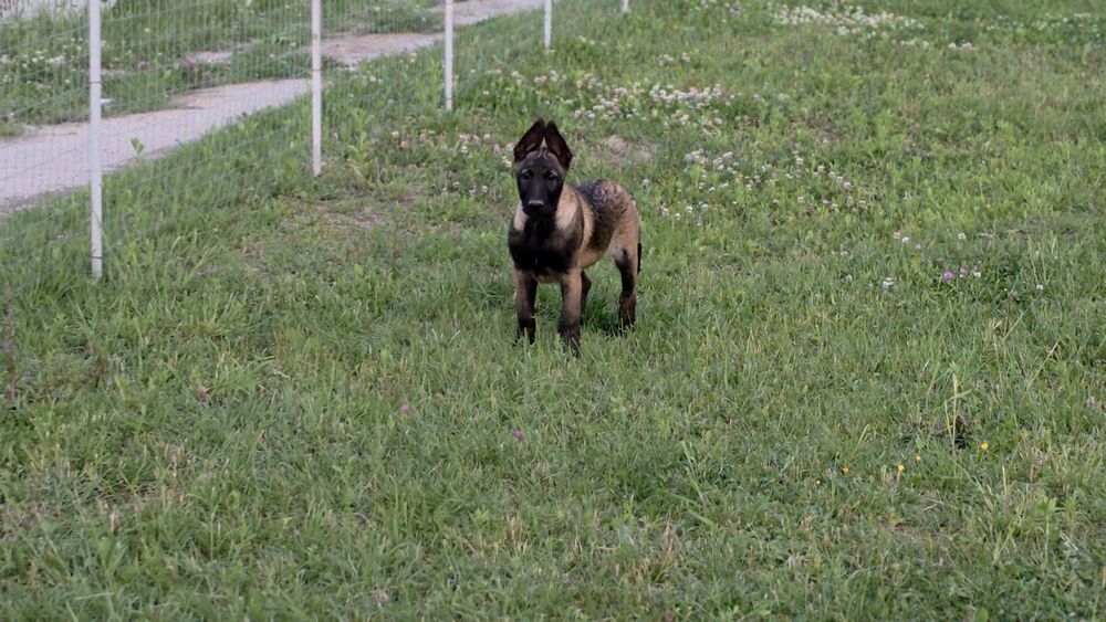 Ciobănesc belgian malinois mascul