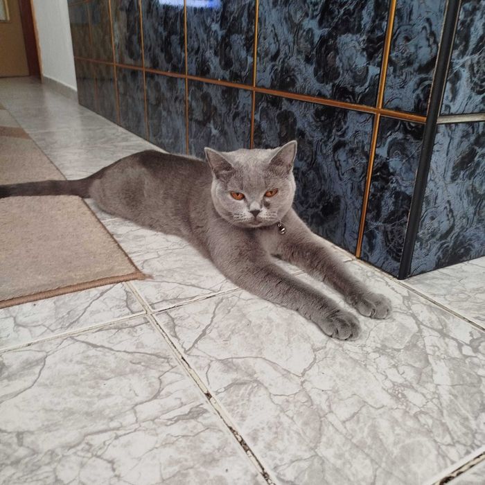 Британски котенца