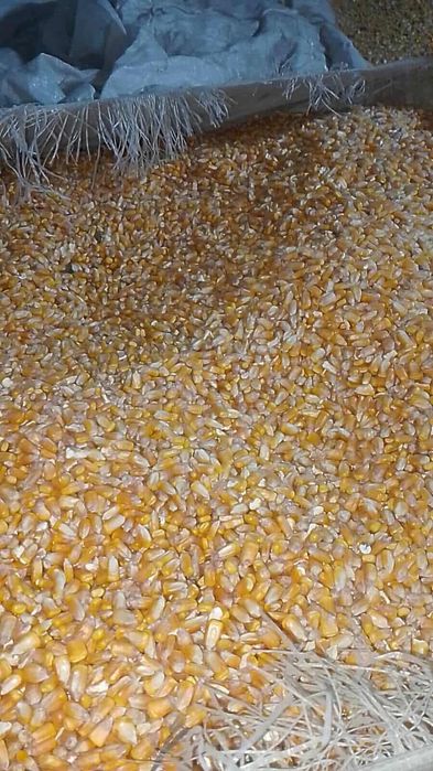 Vând cereale de anul asta!