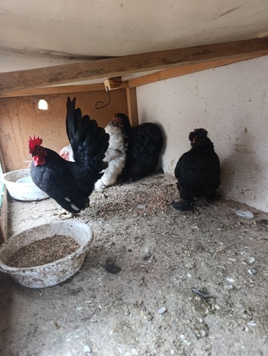 Японлар сотилади