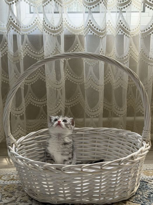 Продам породистых котят