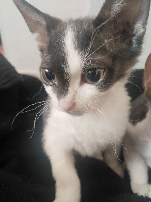 Продам котят сфинксов