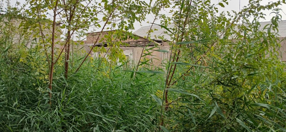 Hovli sotiladi 6 sotok buyuk turon mahalla