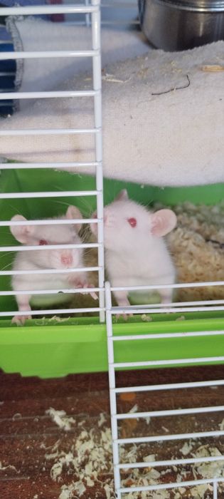 Продам крысят Альбиносов.