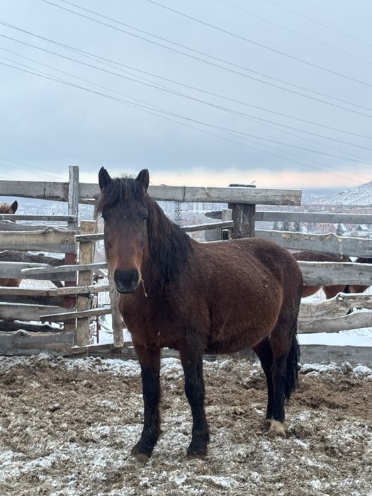 Продается Кобыла жеребая