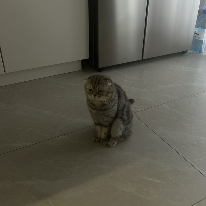 Шотландский вислоухий кот вязка