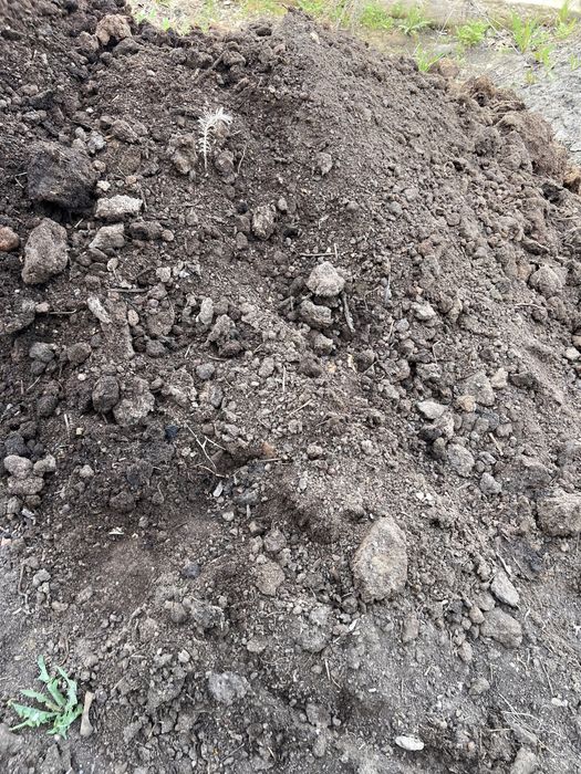 Перегной курийный