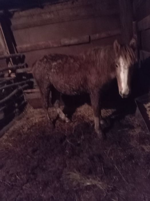 Продам лошадей с откорма