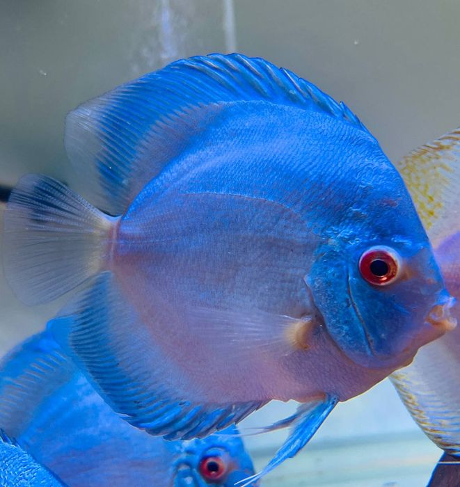 Kotta Diskusla Sotiladi