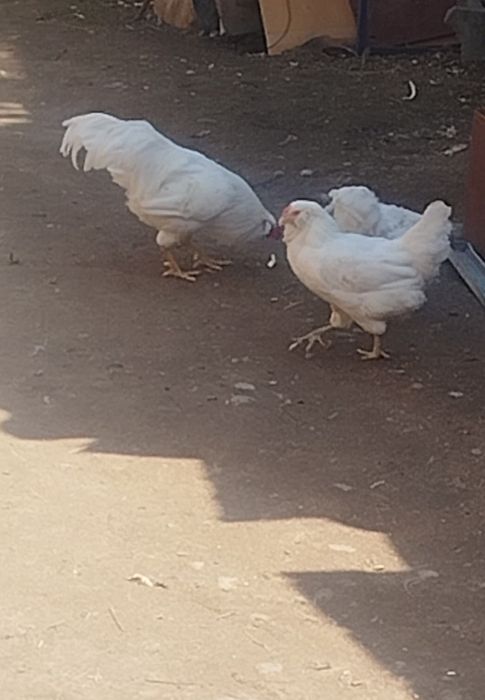 Продам кур породы Амераукан