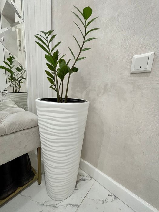 Домашние цветы в кашпо 5 шт