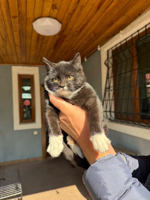 Отдам котят (мальчики)