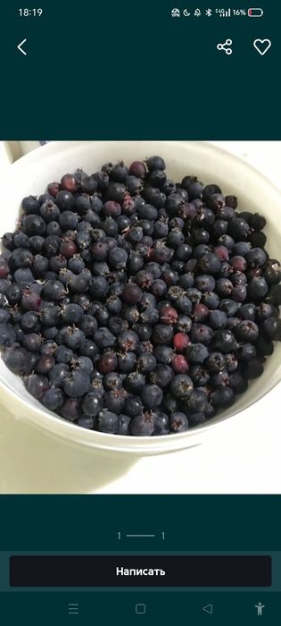 Смородина ирга облепиха клубника малина вишня ежевика фрукты овощи