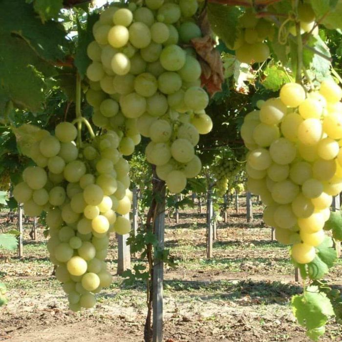 Butasi de vită de vie nu mai la 5 lei buc