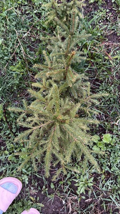 Продам елка ёлка