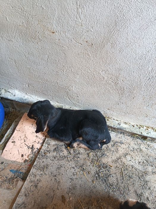 Сауын порода  ешки  сутті