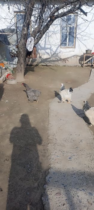 Хурозлар ва Брама товуқлар сотиладилади