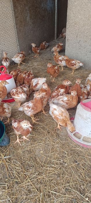 Puicuțe ouătoare issa Brown