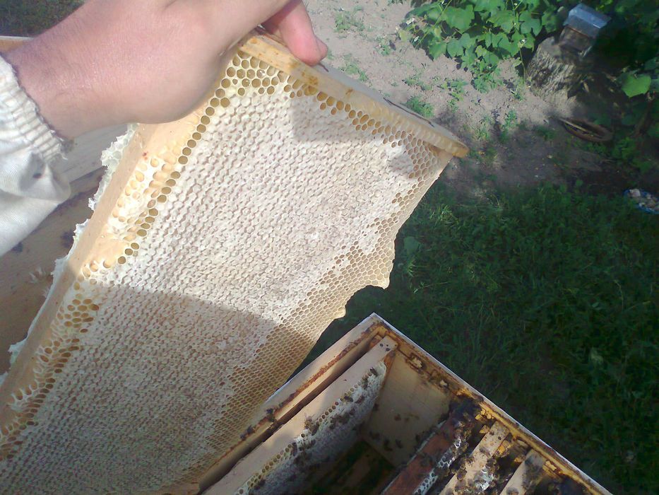 Vând 10 familii de albine, județul Giurgiu